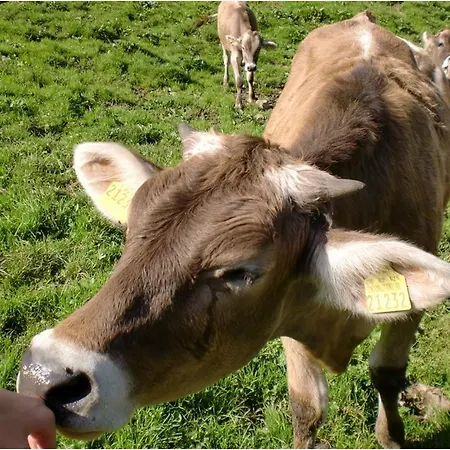 شقة Alp-chalet بلوسترلانج